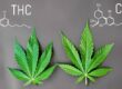 CBD vs. THC Understanding the Key Differences, Benefits, and Legal Landscape