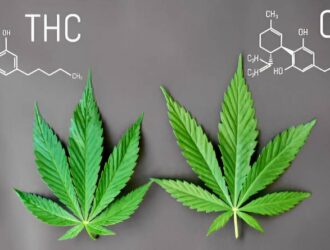 CBD vs. THC Understanding the Key Differences, Benefits, and Legal Landscape