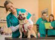 Comprehensive Guide to Responsible Dog Care and Keeping Your Pet Happy at Home