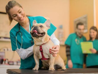 Comprehensive Guide to Responsible Dog Care and Keeping Your Pet Happy at Home