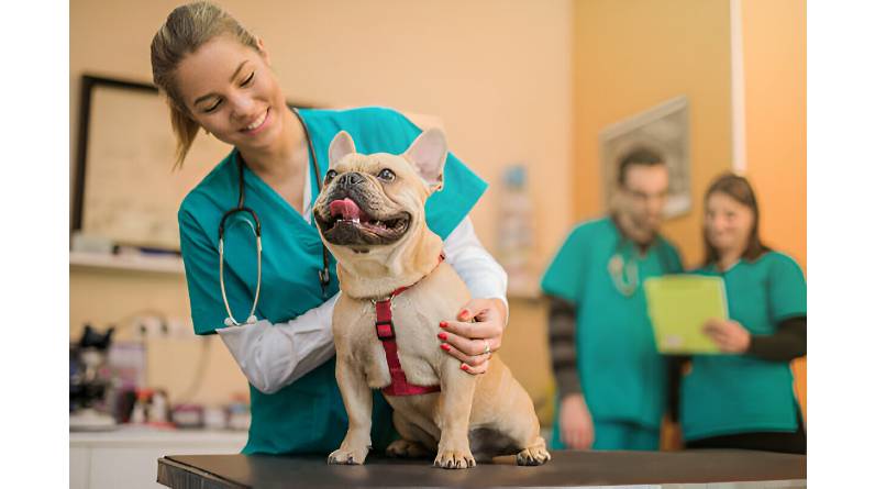 Comprehensive Guide to Responsible Dog Care and Keeping Your Pet Happy at Home