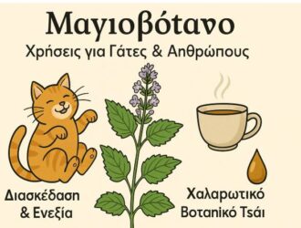 Μαγιοβότανο (Nepeta cataria) Το Βότανο που Ενώνει Γάτες και Ανθρώπους