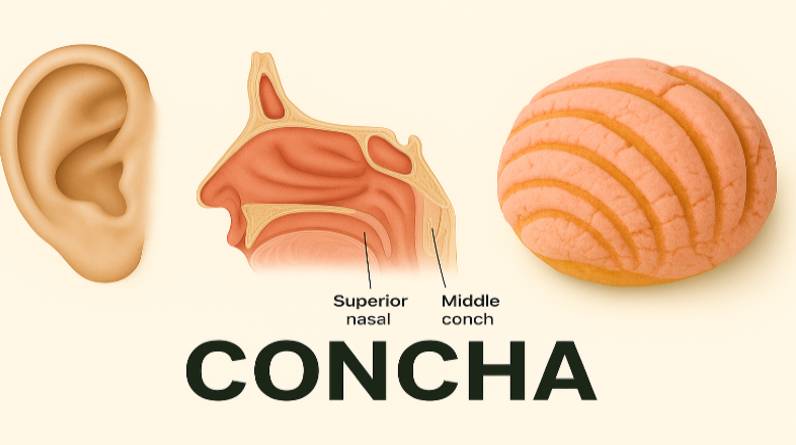 concha